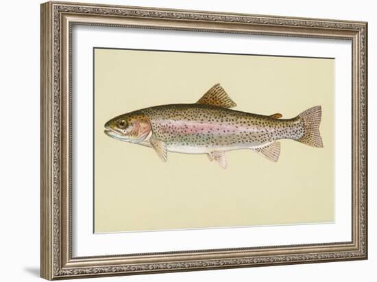 Rainbow Trout-null-Framed Giclee Print