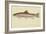 Rainbow Trout-null-Framed Giclee Print