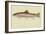Rainbow Trout-null-Framed Giclee Print