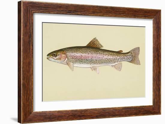 Rainbow Trout-null-Framed Giclee Print