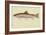 Rainbow Trout-null-Framed Giclee Print