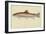 Rainbow Trout-null-Framed Giclee Print
