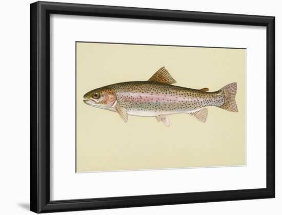 Rainbow Trout-null-Framed Giclee Print