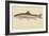 Rainbow Trout-null-Framed Giclee Print