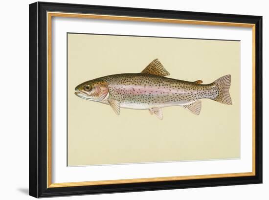 Rainbow Trout-null-Framed Giclee Print