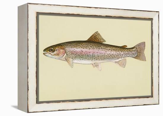 Rainbow Trout-null-Framed Premier Image Canvas