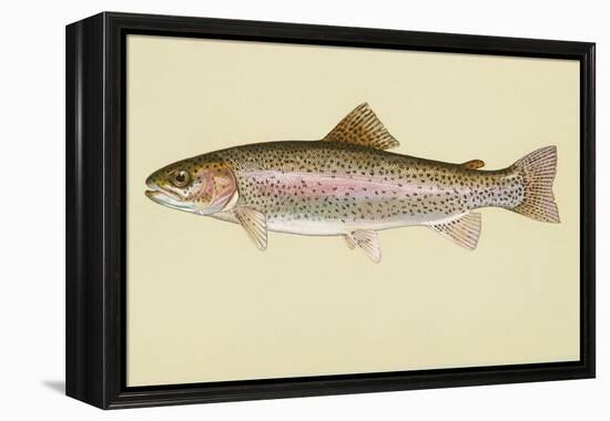 Rainbow Trout-null-Framed Premier Image Canvas