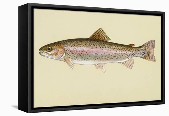 Rainbow Trout-null-Framed Premier Image Canvas