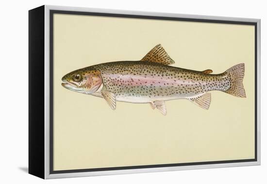 Rainbow Trout-null-Framed Premier Image Canvas