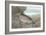 Rainbow Trout-null-Framed Giclee Print