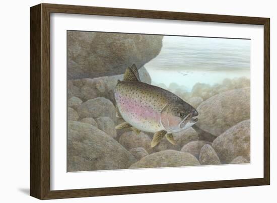 Rainbow Trout-null-Framed Giclee Print