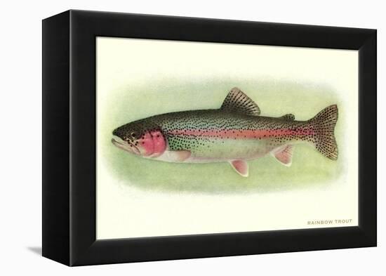 Rainbow Trout-null-Framed Stretched Canvas