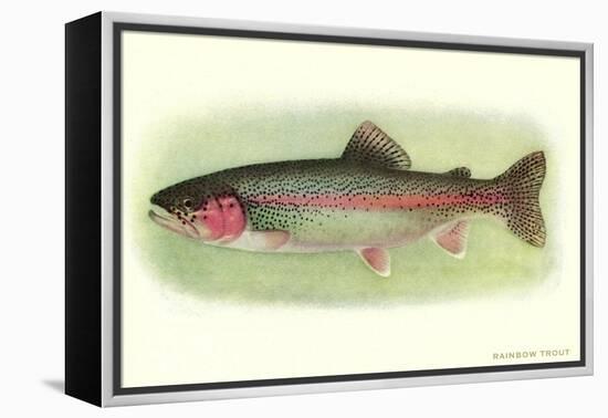 Rainbow Trout-null-Framed Stretched Canvas