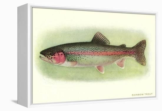 Rainbow Trout-null-Framed Stretched Canvas