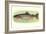 Rainbow Trout-null-Framed Art Print