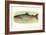 Rainbow Trout-null-Framed Art Print