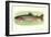 Rainbow Trout-null-Framed Art Print