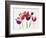 Rainbow Tulips 1-Paulo Romero-Framed Art Print