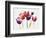 Rainbow Tulips 1-Paulo Romero-Framed Art Print