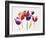 Rainbow Tulips 1-Paulo Romero-Framed Art Print