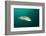 Rainbow Wrasse-Reinhard Dirscherl-Framed Photographic Print