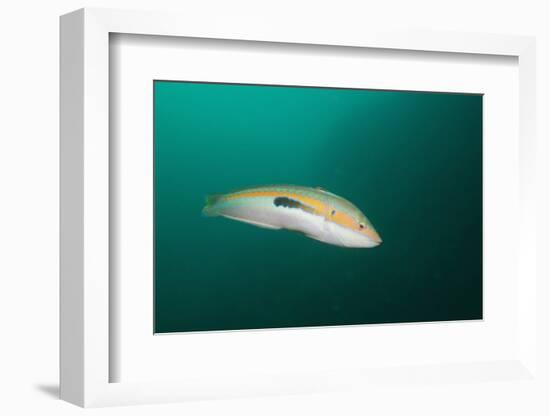 Rainbow Wrasse-Reinhard Dirscherl-Framed Photographic Print