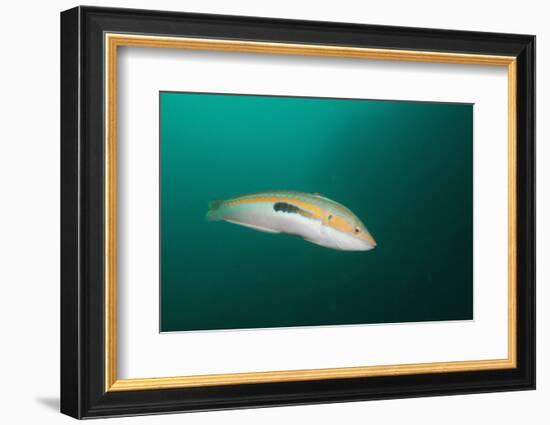 Rainbow Wrasse-Reinhard Dirscherl-Framed Photographic Print