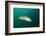 Rainbow Wrasse-Reinhard Dirscherl-Framed Photographic Print