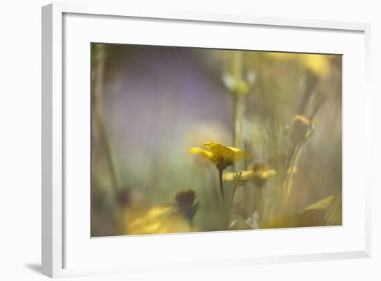 Rainbows and Buttercups-Valda Bailey-Framed Photographic Print