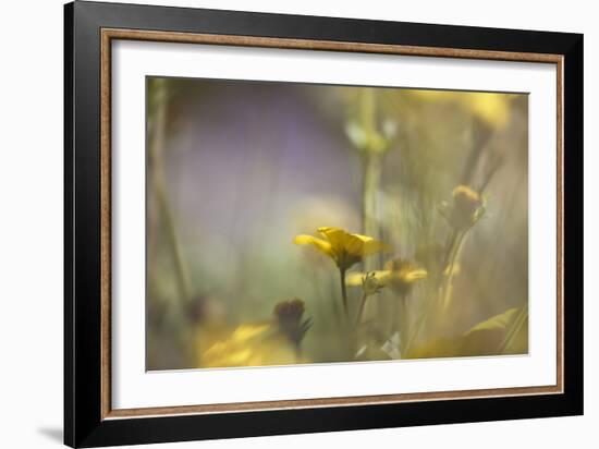 Rainbows and Buttercups-Valda Bailey-Framed Photographic Print