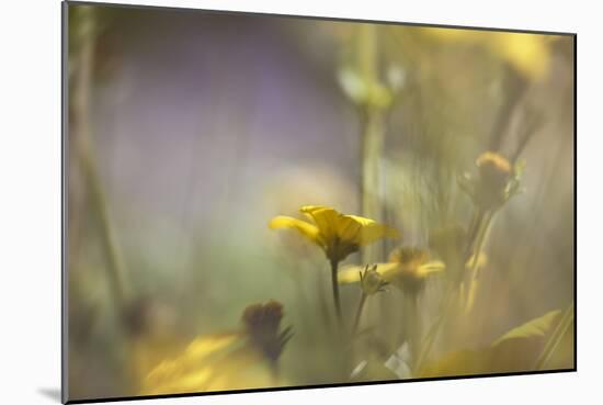 Rainbows and Buttercups-Valda Bailey-Mounted Photographic Print