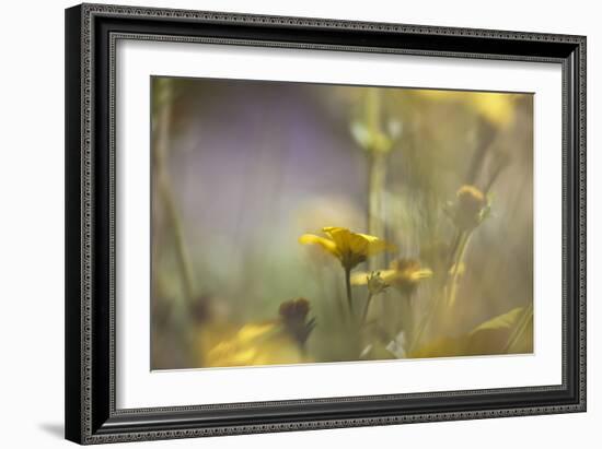 Rainbows and Buttercups-Valda Bailey-Framed Photographic Print