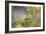 Rainbows and Buttercups-Valda Bailey-Framed Photographic Print