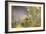 Rainbows and Buttercups-Valda Bailey-Framed Photographic Print