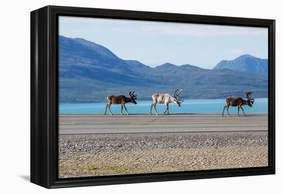 Raindeer in Norway-Andrushko Galyna-Framed Premier Image Canvas