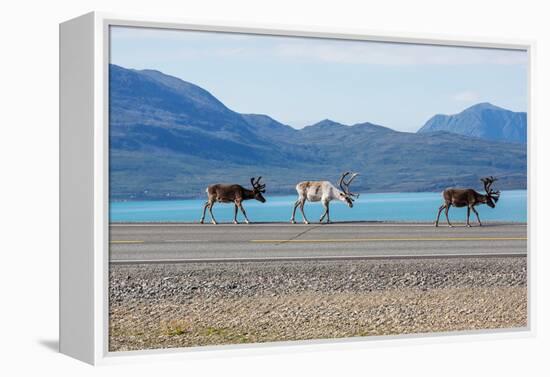 Raindeer in Norway-Andrushko Galyna-Framed Premier Image Canvas