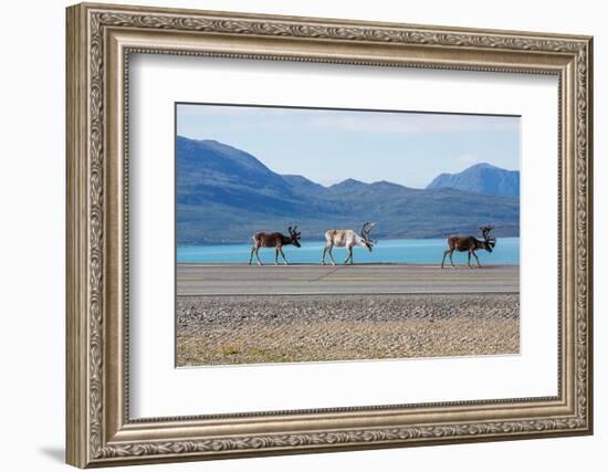 Raindeer in Norway-Andrushko Galyna-Framed Photographic Print