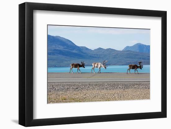 Raindeer in Norway-Andrushko Galyna-Framed Photographic Print