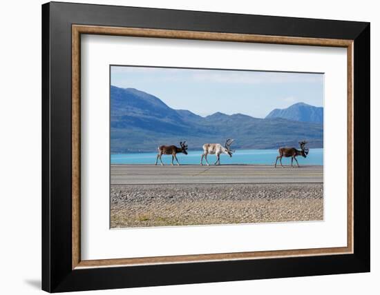 Raindeer in Norway-Andrushko Galyna-Framed Photographic Print