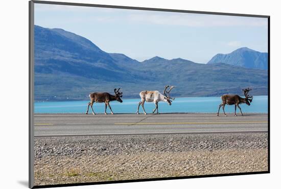 Raindeer in Norway-Andrushko Galyna-Mounted Photographic Print