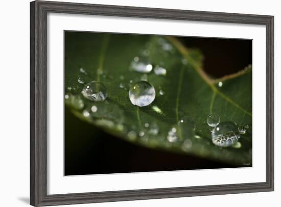 Raindrop on Leaf-Gordon Semmens-Framed Photographic Print