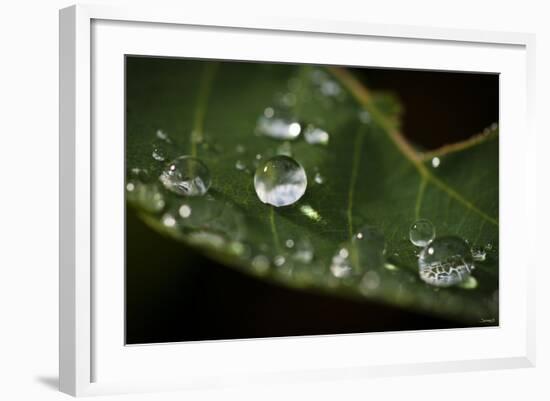 Raindrop on Leaf-Gordon Semmens-Framed Photographic Print