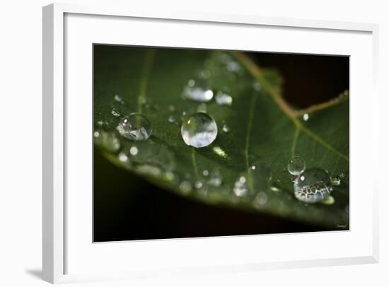 Raindrop on Leaf-Gordon Semmens-Framed Photographic Print