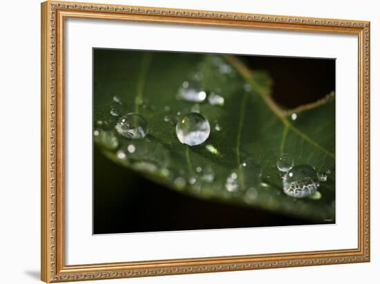 Raindrop on Leaf-Gordon Semmens-Framed Photographic Print