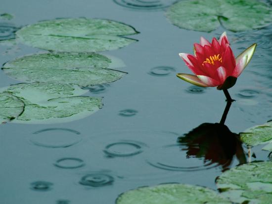 Raindrop Patterns Imitate Lily Pad On Laurel Lake Near Bandon Oregon Usa Photographic Print Tom Haseltine Art Com