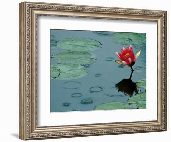 Raindrop Patterns Imitate Lily Pad on Laurel Lake, near Bandon, Oregon, USA-Tom Haseltine-Framed Photographic Print