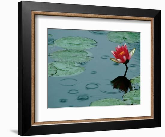 Raindrop Patterns Imitate Lily Pad on Laurel Lake, near Bandon, Oregon, USA-Tom Haseltine-Framed Photographic Print