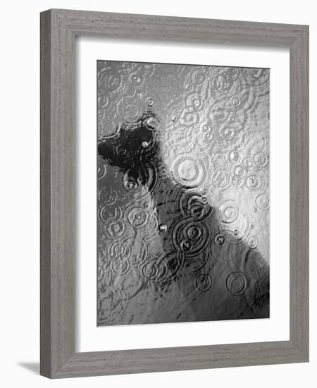 Raindrop Ripples on Fish Underwater-Henry Horenstein-Framed Photographic Print