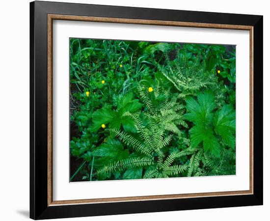 Raindrops on buttercups (Ranunculus) and Sword Fern (Polystichum munitum), Columbia River Gorge...-null-Framed Photographic Print