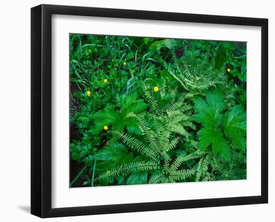 Raindrops on buttercups (Ranunculus) and Sword Fern (Polystichum munitum), Columbia River Gorge...-null-Framed Photographic Print